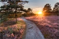 Lüneburger Heide © Thor767