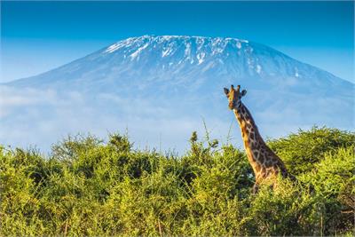 Fly in Safari Masai Mara und Leopard Beach | KENIA