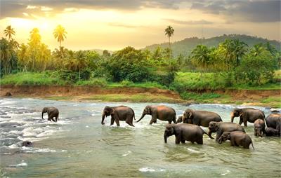 Elefanten und kolonialer, britischer Stil  | Sri Lanka